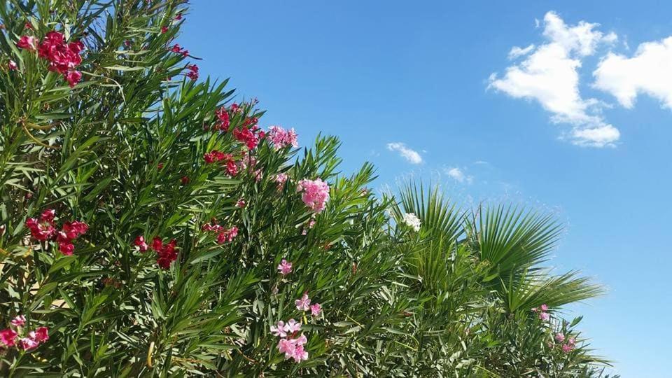 Il Canneto Di Selinunte Marinella di Selinunte Dış mekan fotoğraf